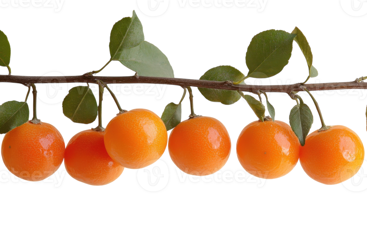 Fresh ripe kumquats hanging on a branch with vibrant green leaves in natural lighting png