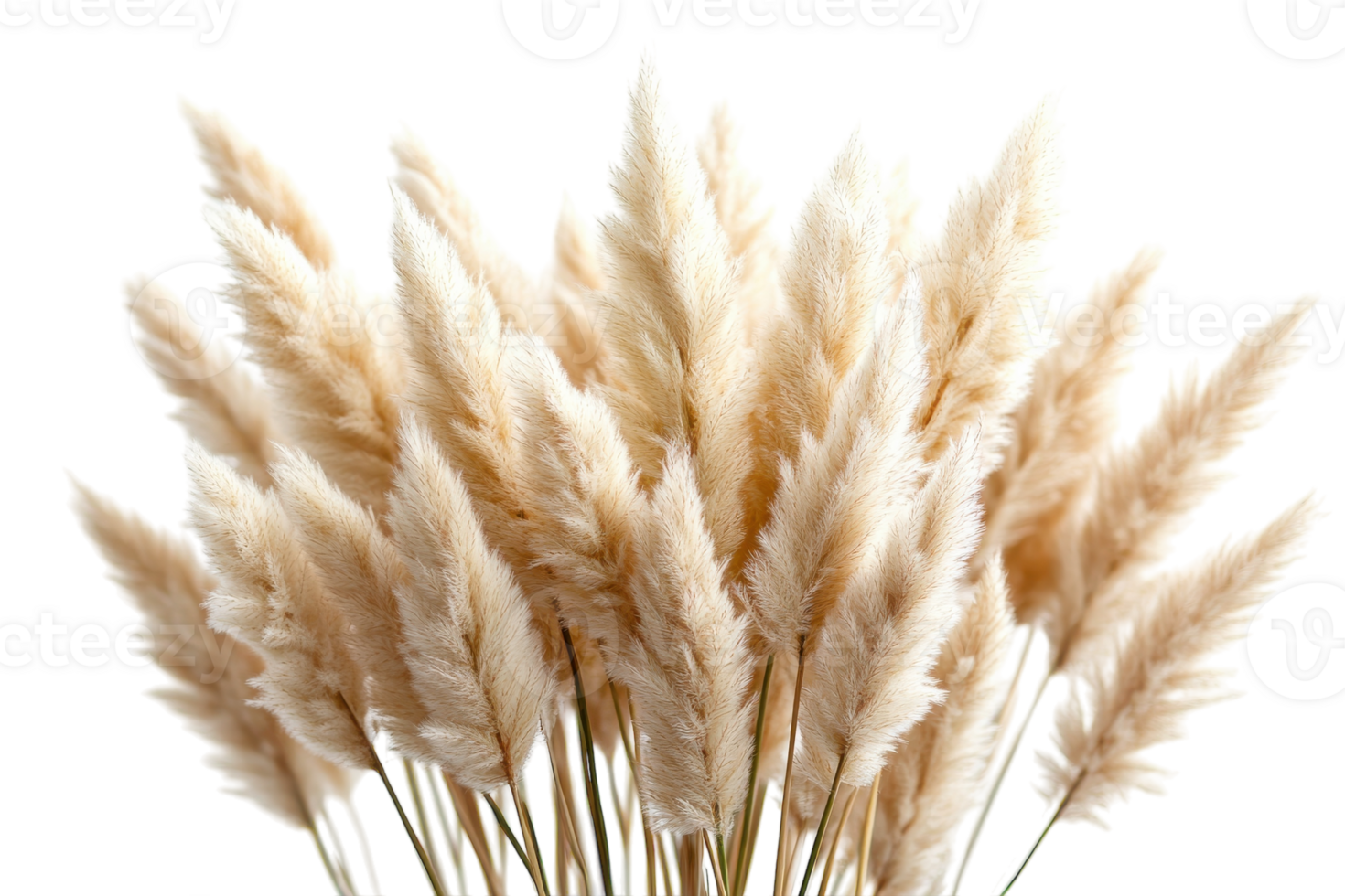 Soft, fluffy pampas grass bouquet arranged for home decor or floral arrangements png