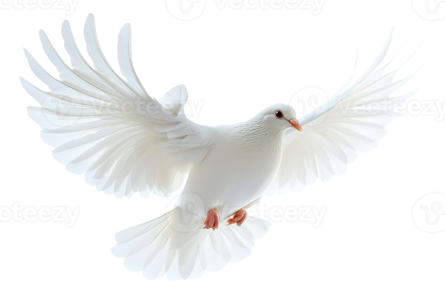White dove in flight with spread wings against a bright background png