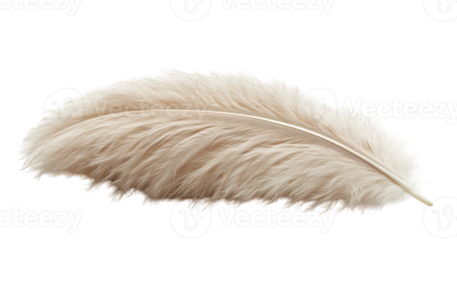 Soft beige feather resting on a smooth surface highlighting its delicate texture and natural beauty png