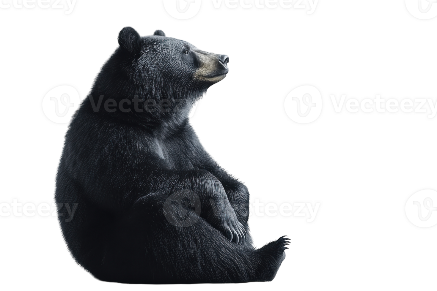 Black bear sitting calmly while gazing to the side in a bright, minimalistic setting png