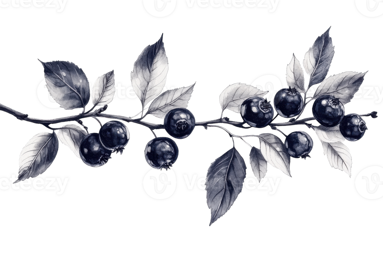 Black currant branch with berries and leaves showcasing detailed botanical illustration in monochrome tones png