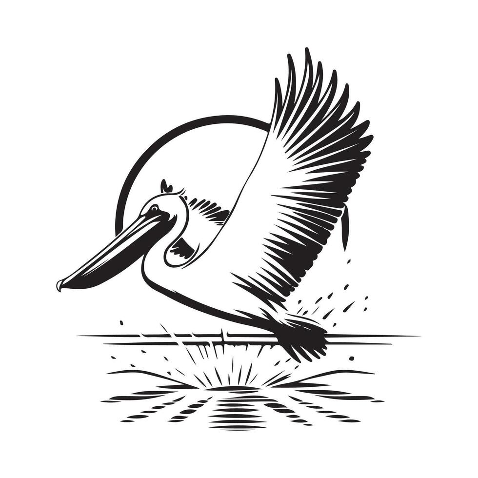 Black and white Pelican Splashing Water Image. Pelican flying over the water surface image isolated on white background. vector
