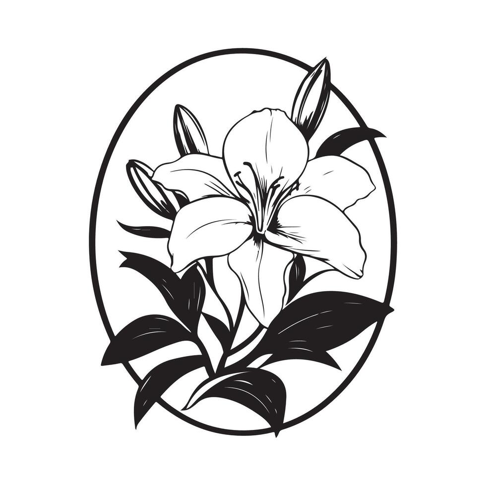 Lily flower image . Lily flower with circular design image isolated on white background. vector