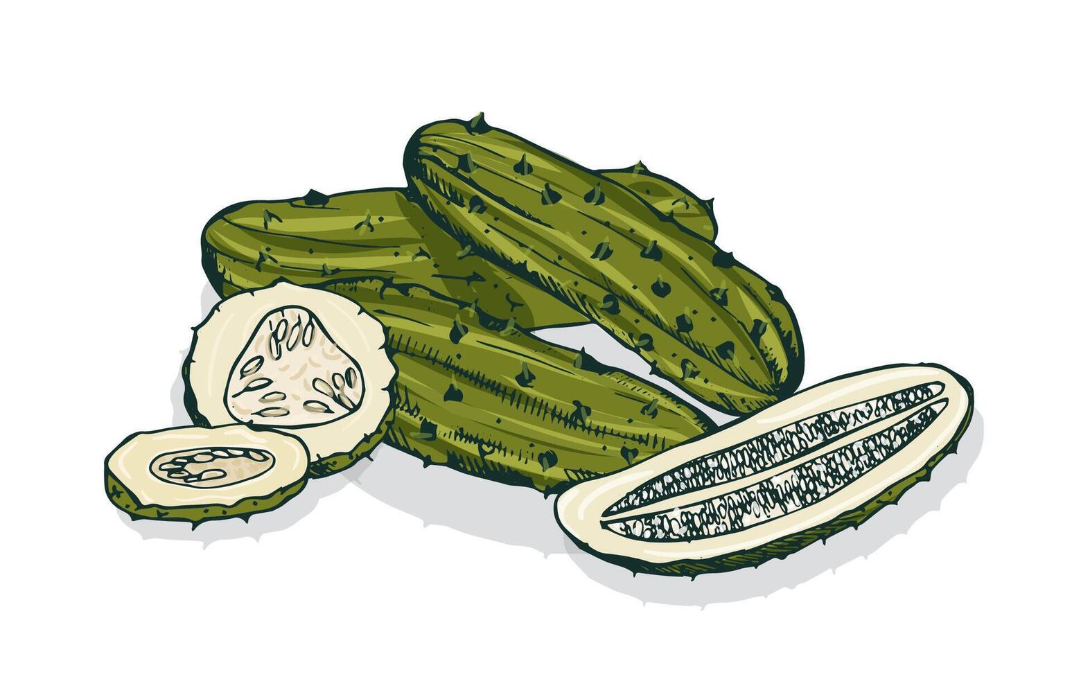 Elegant detailed drawing of whole and cut pickles or pickled cucumbers. Marinated vegetable, vegetarian snack or vegan appetizer isolated on white background. Hand drawn realistic illustration vector