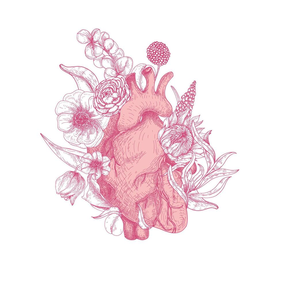 Beautiful realistic anatomical heart overgrown with spring blooming flowers hand drawn with pink contour lines on white background. Romantic decorative illustration in elegant etching style vector