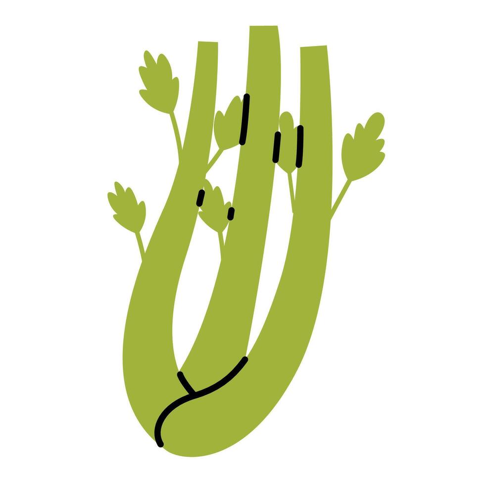 Hand drawn celery plant. Vegetable in doodle style. Fresh celery bunch and stalks vector