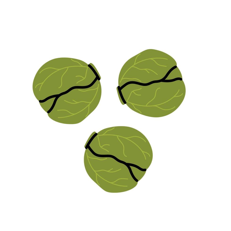 Hand drawn brussels sprouts. Healthy food, cabbage in doodle simple style. Vegetales vector
