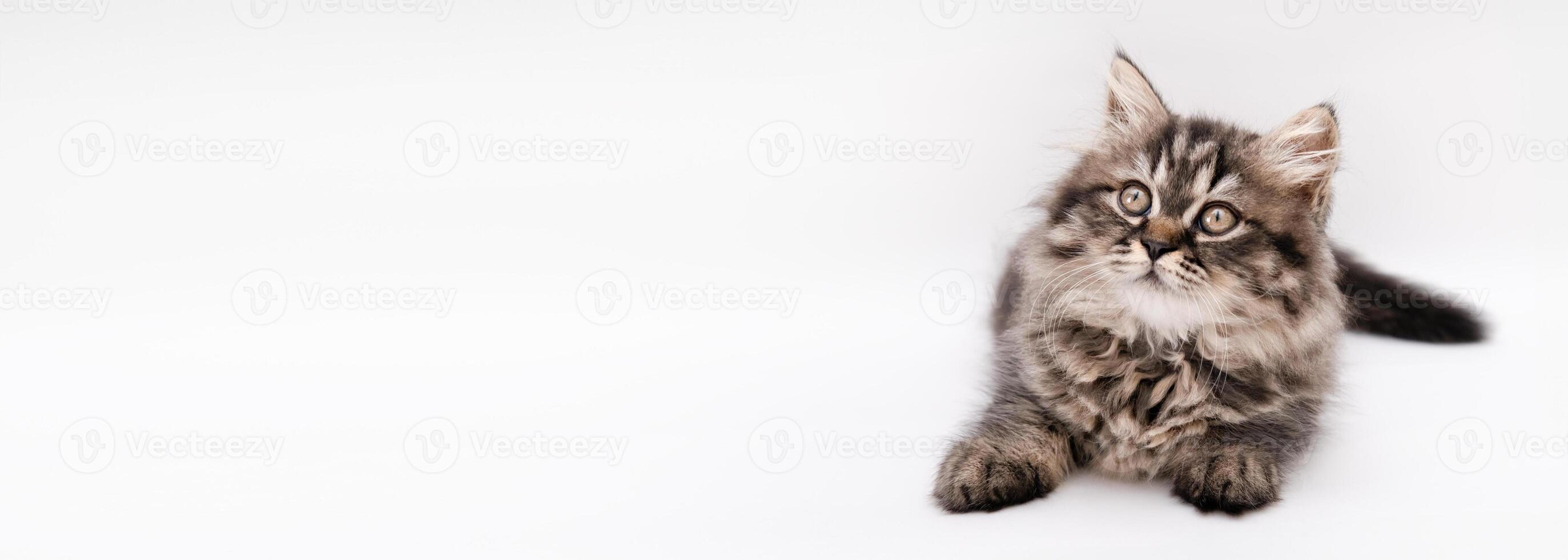 Cute Little Brown Kitten Banner photo