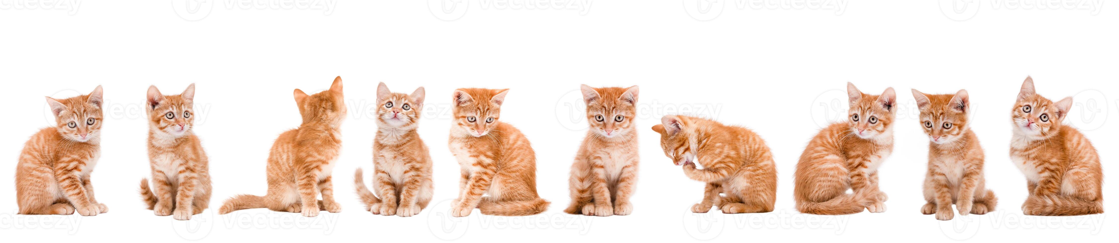set Cute little red kitten banner isolated photo
