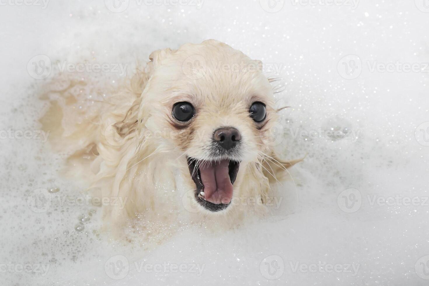 Pomeranian Spitz takes a bath with soapy water photo