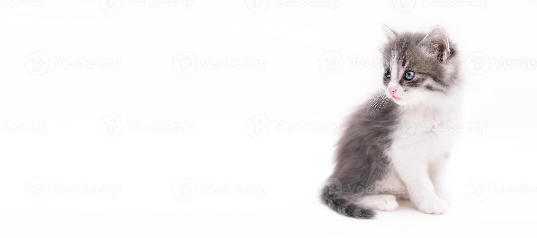 cute gray scottish kitten isolated photo