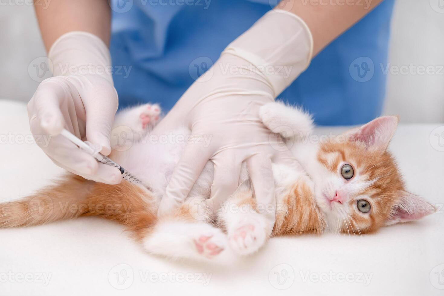 vet gives an injection to a little kitten photo