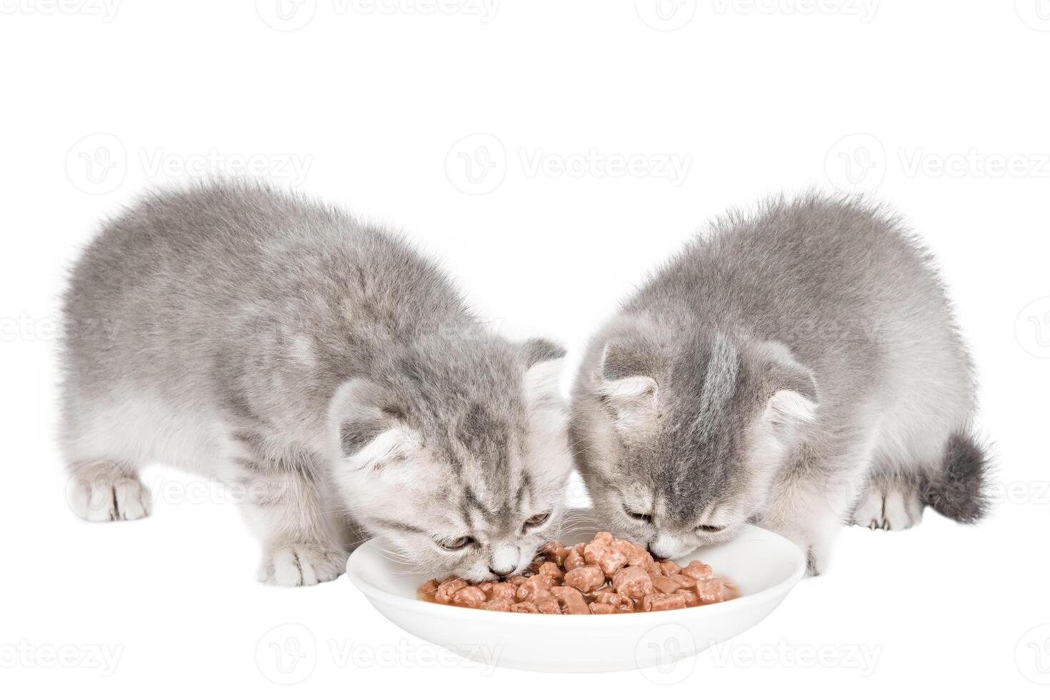 cute gray scottish kitten isolated photo