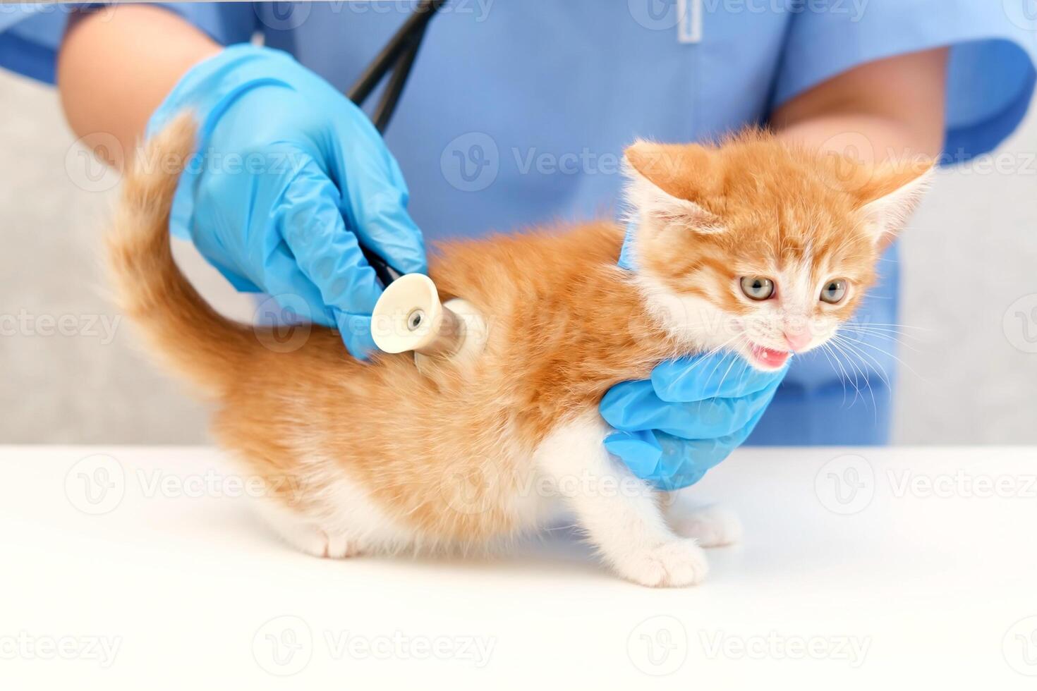 veterinarian listening with stethoscope photo