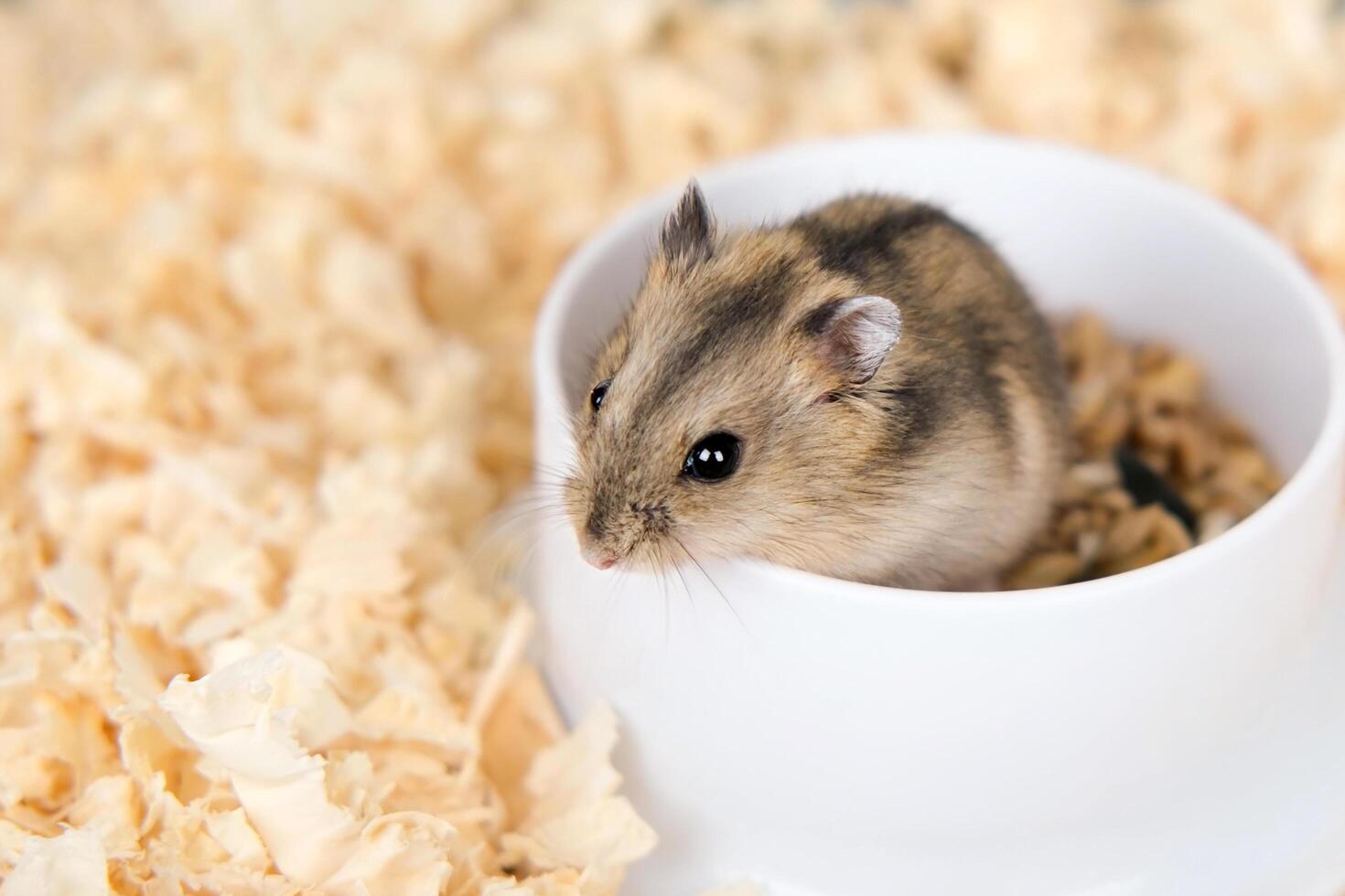 Cute brown hamster sitting in a cage photo