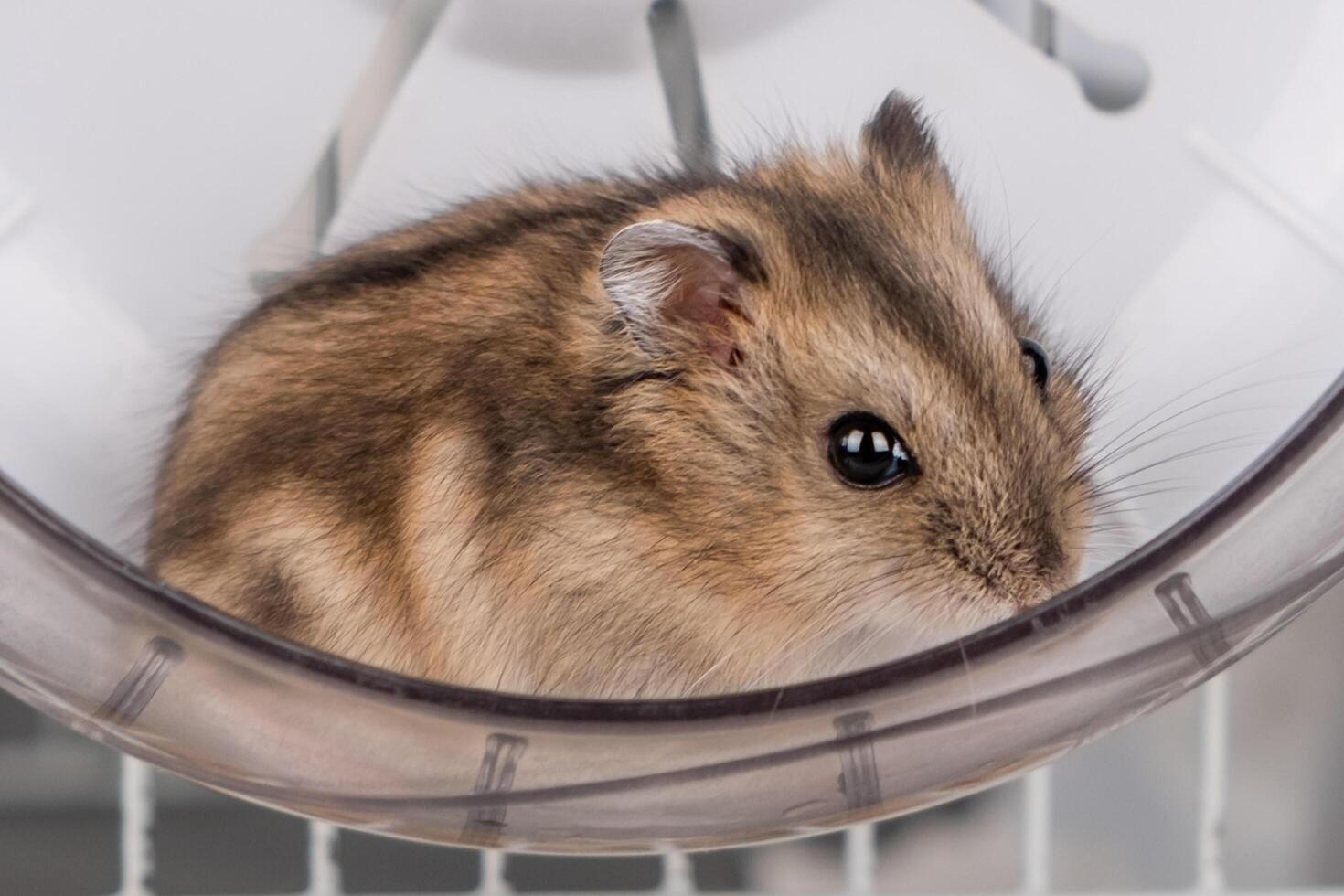 Cute brown hamster sitting in a wheel photo