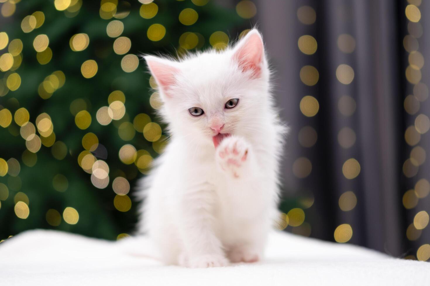 Cute white kitten on Christmas background with bokeh photo