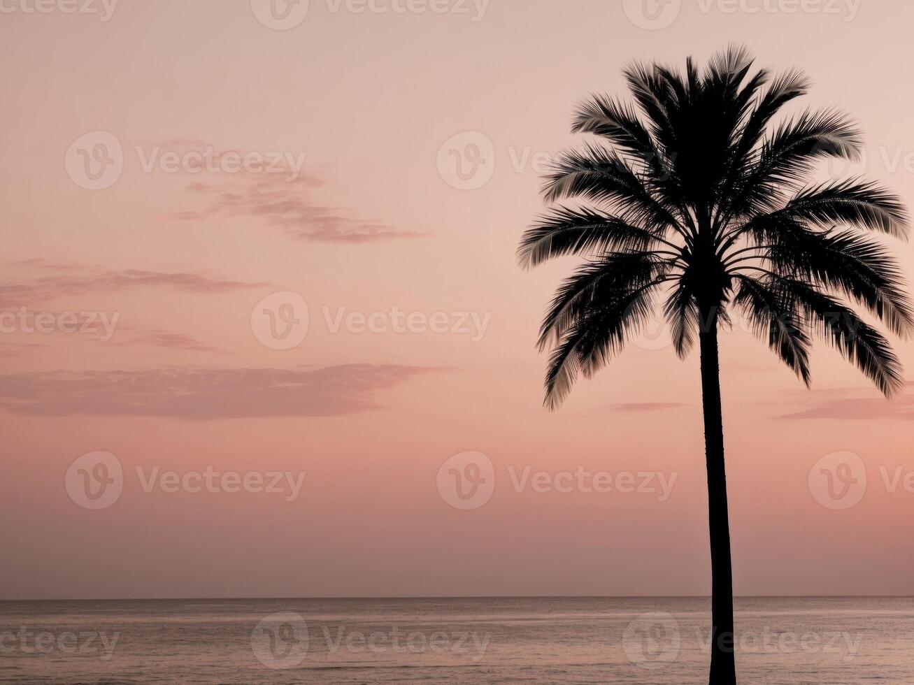 Silhouette of palm tree on the beach at sunset photo