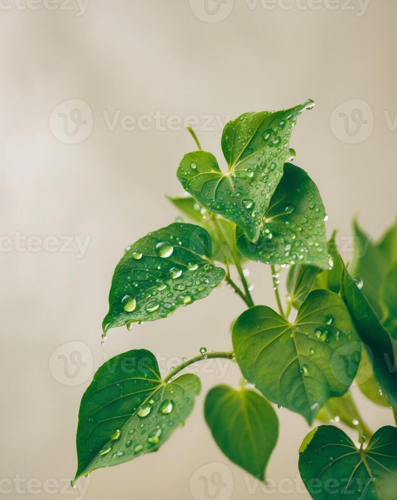 Vibrant Green Leaves with Fresh Water Droplets photo
