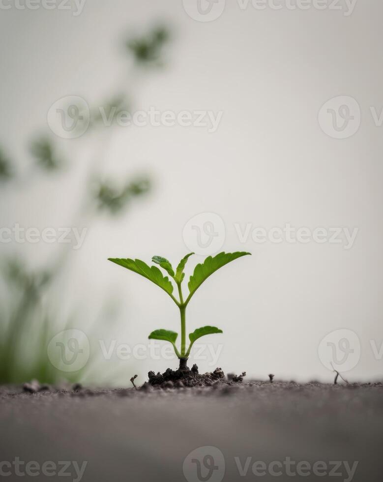 A small green plant growing out of the ground photo