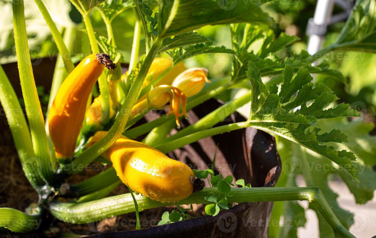 Growing beautiful yellow zucchini in the ground on a sunny day in summer. Agriculture, growing vegetables. photo