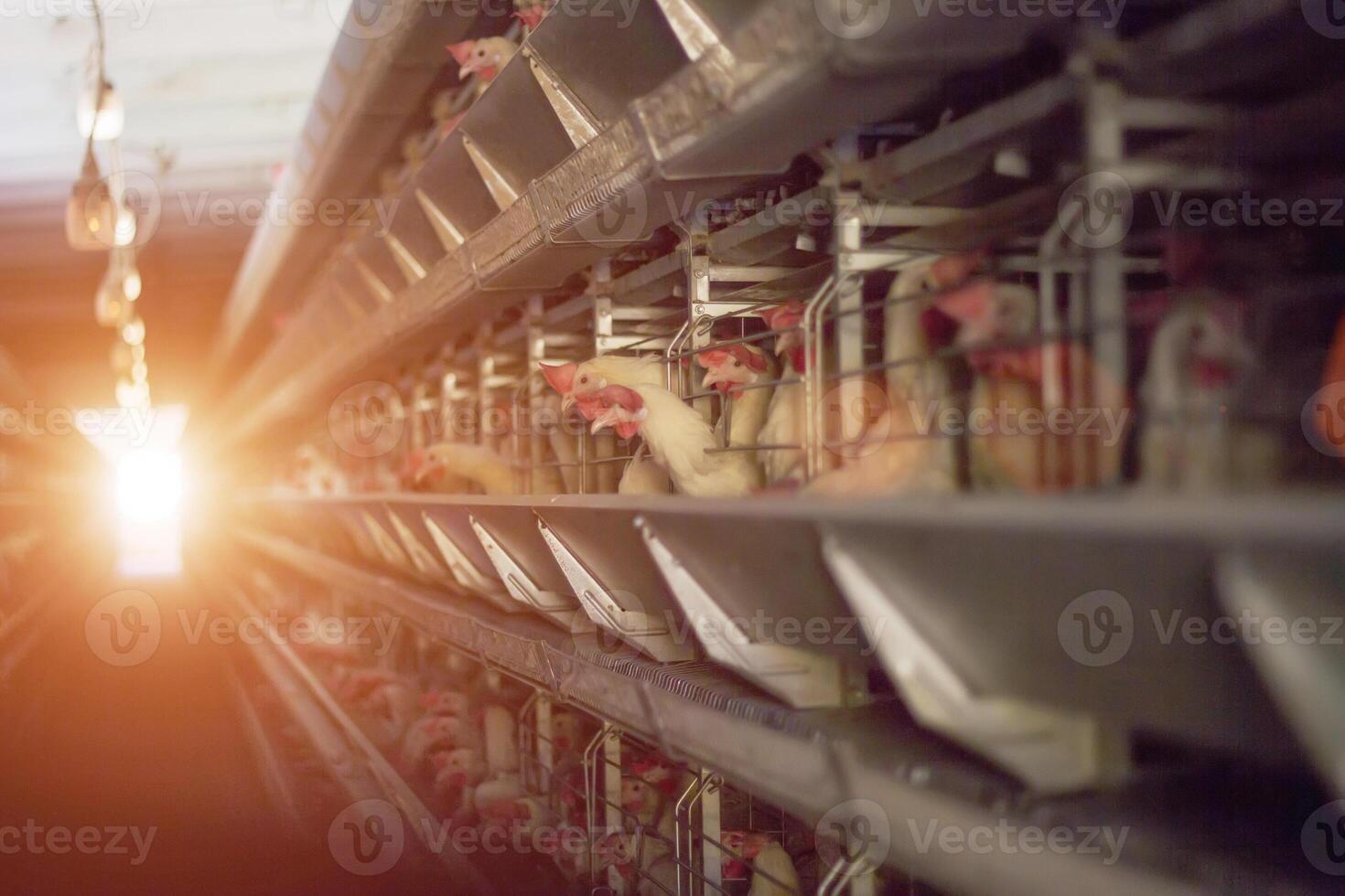 Chicken farm for breeding and raising chickens. Workshop of the poultry farm on the background of sunset, copy space for text photo