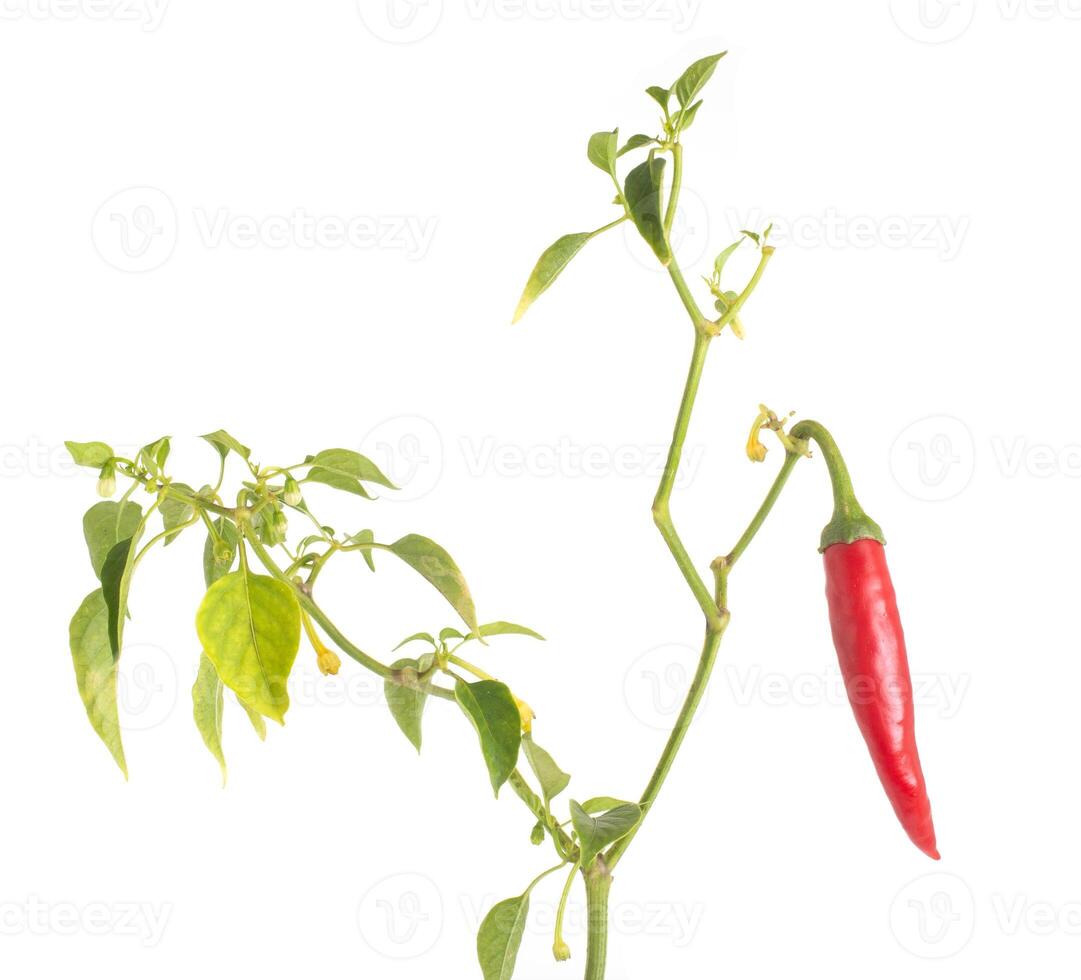 Red hot chili peppers with green stem and leaves on a white background, isolate, close-up, Organic photo