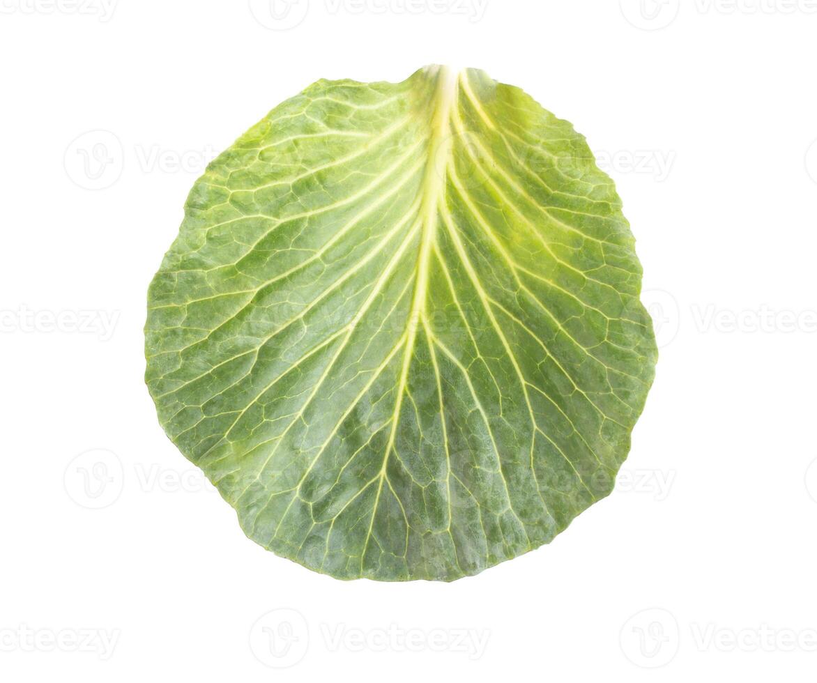 Green cabbage leaf on a white background, isolate, close-up. Vitamins photo