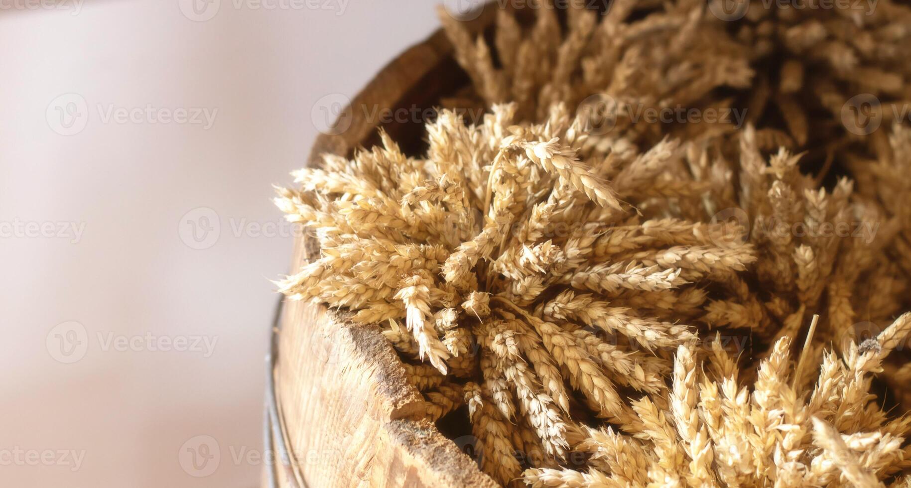 Bouquet of ripe ears of rye and wheat. Harvesting grain campaign. Autumn tradition in agriculture. Copy space for text photo