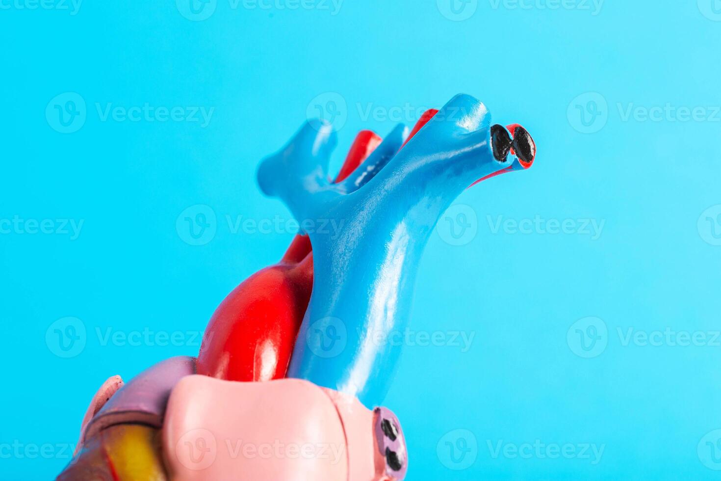 Medical model of heart vessels on a blue background, close-up. Atherosclerosis of the coronary arteries, coronarography, close-up. Healthy and clean vessels. photo