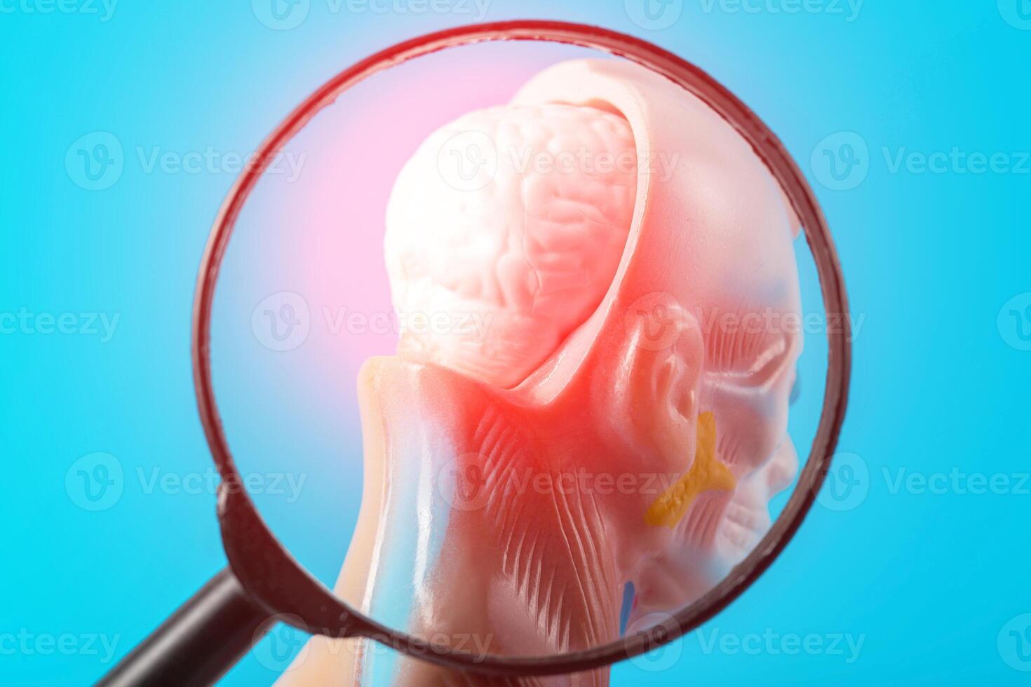 Medical model of a human head with a brain under a magnifying glass. Concept of brain diseases, stroke, dizziness. Headache and Parkinson's disease, close-up photo