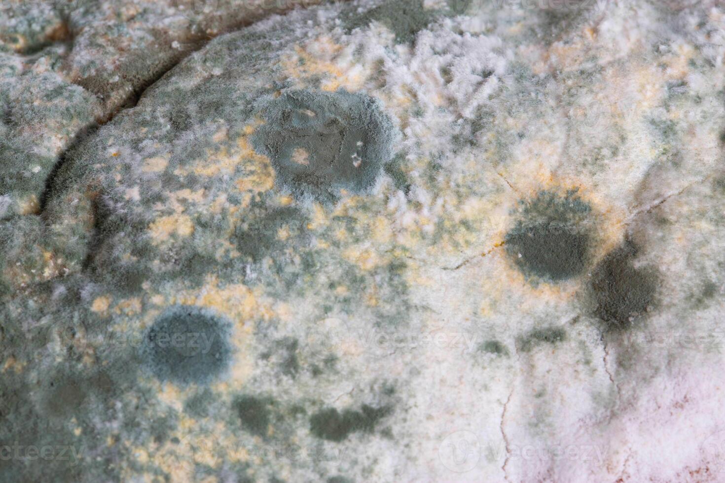 Green moldy bread on a white background, isolate. Loaf with mold, macro photo