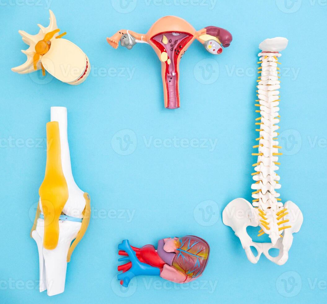 Human organs layouts on a blue background. The concept of disorders of body functions in psychosomatics. Treatment of human organs, copy space for text photo