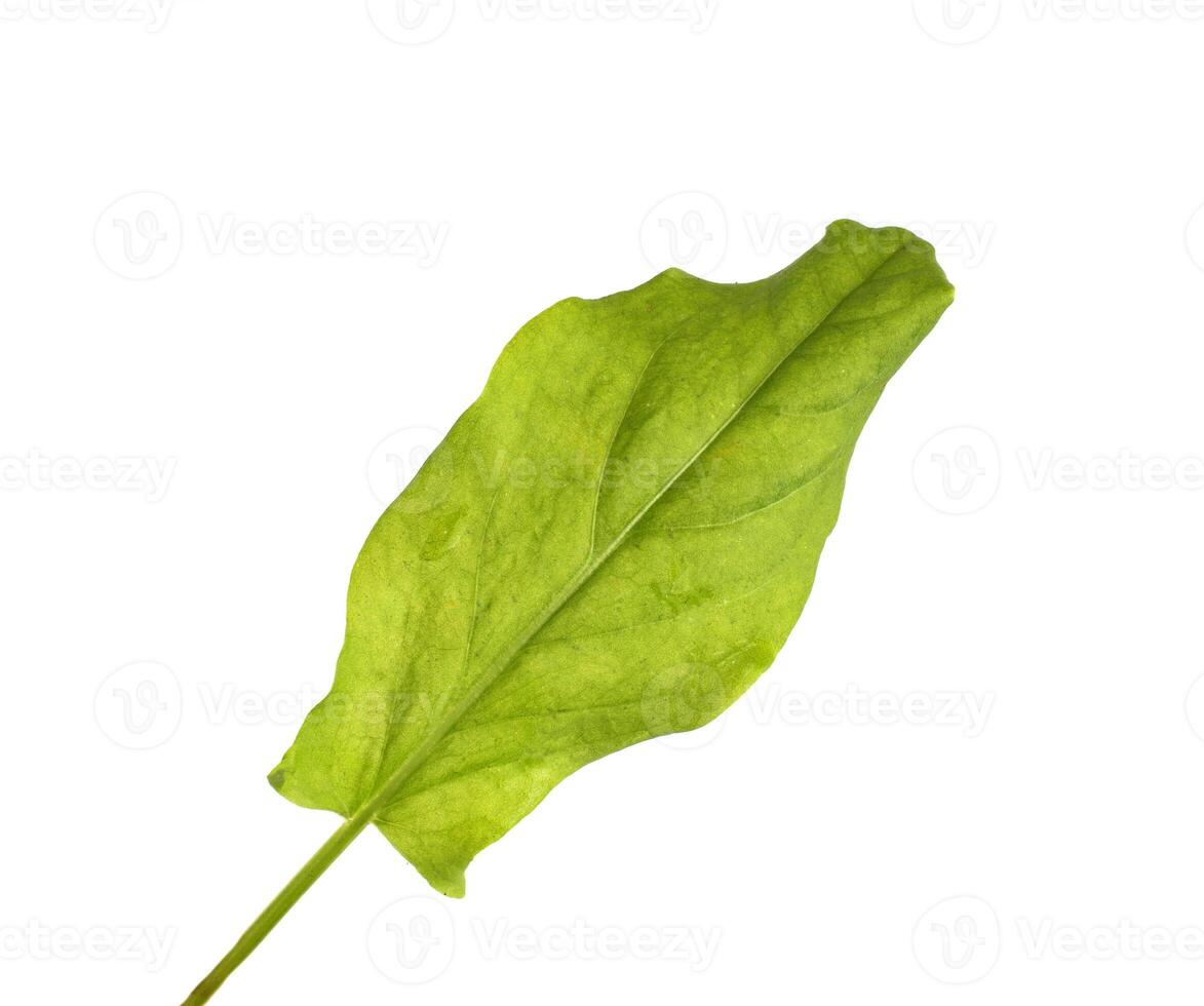 Green sorrel leaf on a white background, isolate, close-up. Freshness photo