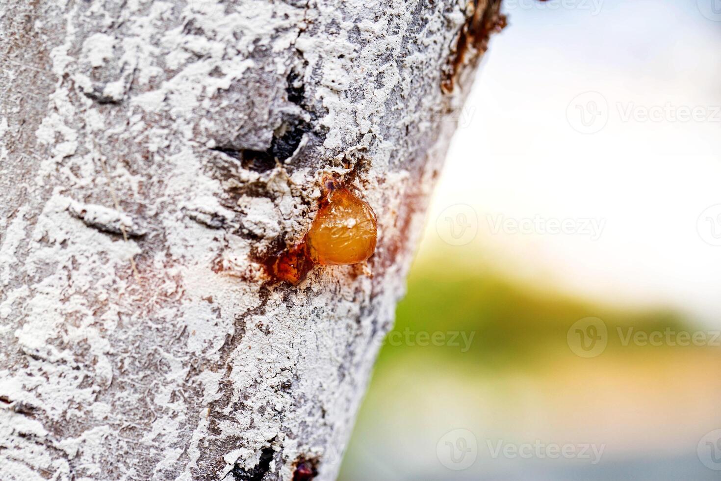 Healing brown resin on a tree, close-up. Natural medicine photo