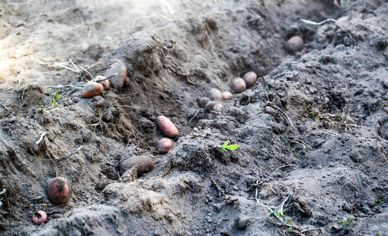 Potatoes lie in the furrow after plowing with a walk-behind tractor. Harvesting potatoes in autumn. Copy space for text photo