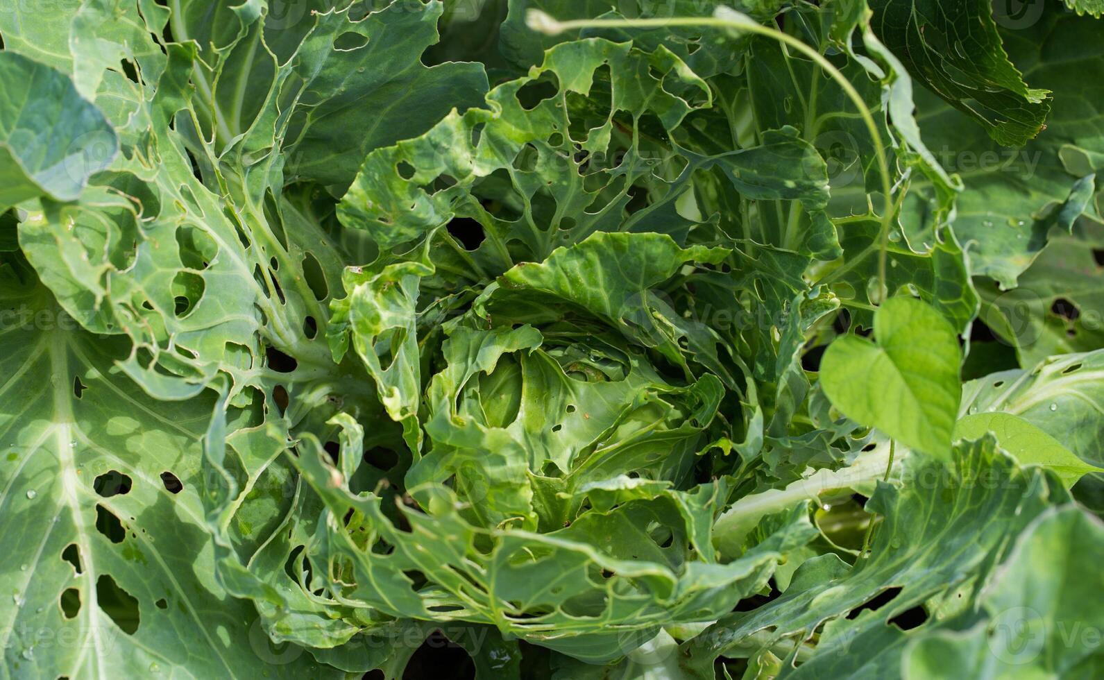 Cabbage leaves in holes in the garden. Pests are a cabbage butterfly that lays eggs and caterpillars of pests appear that eat a cabbage leaf. photo