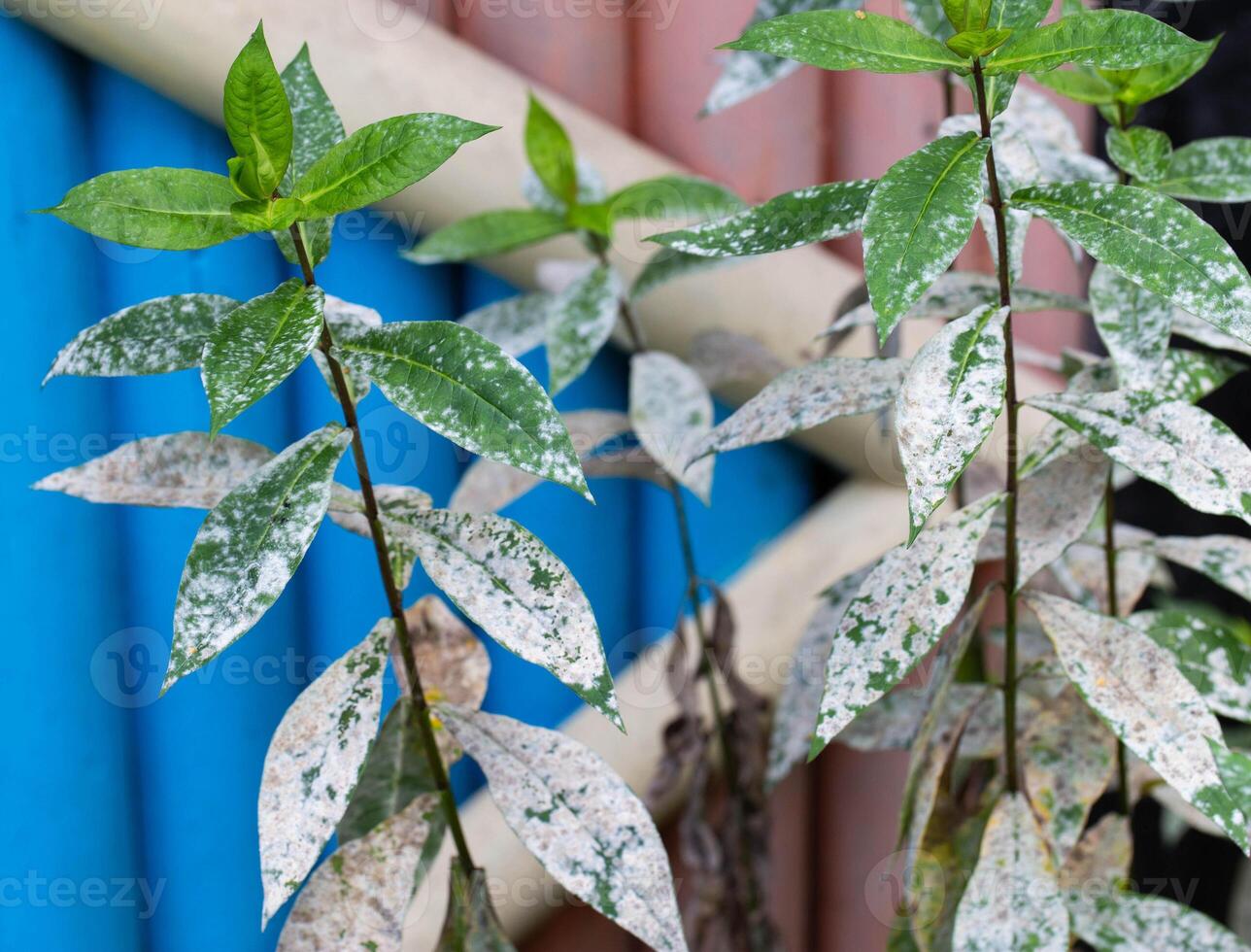 Infectious disease on the leaves of flowers. White bloom on flowers, powdery mildew. Close-up photo