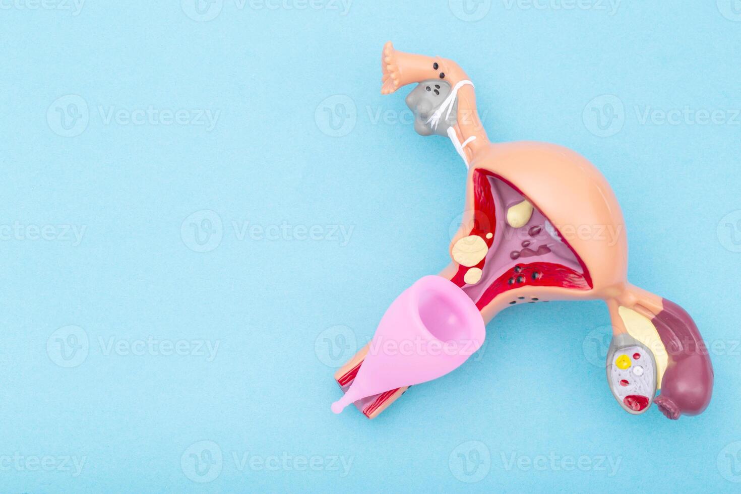 mockup of female reproductive system and pink menstrual cup on blue background. Concept of a novelty of a medical vaginal bowl for discharge during menstruation in a girl. photo