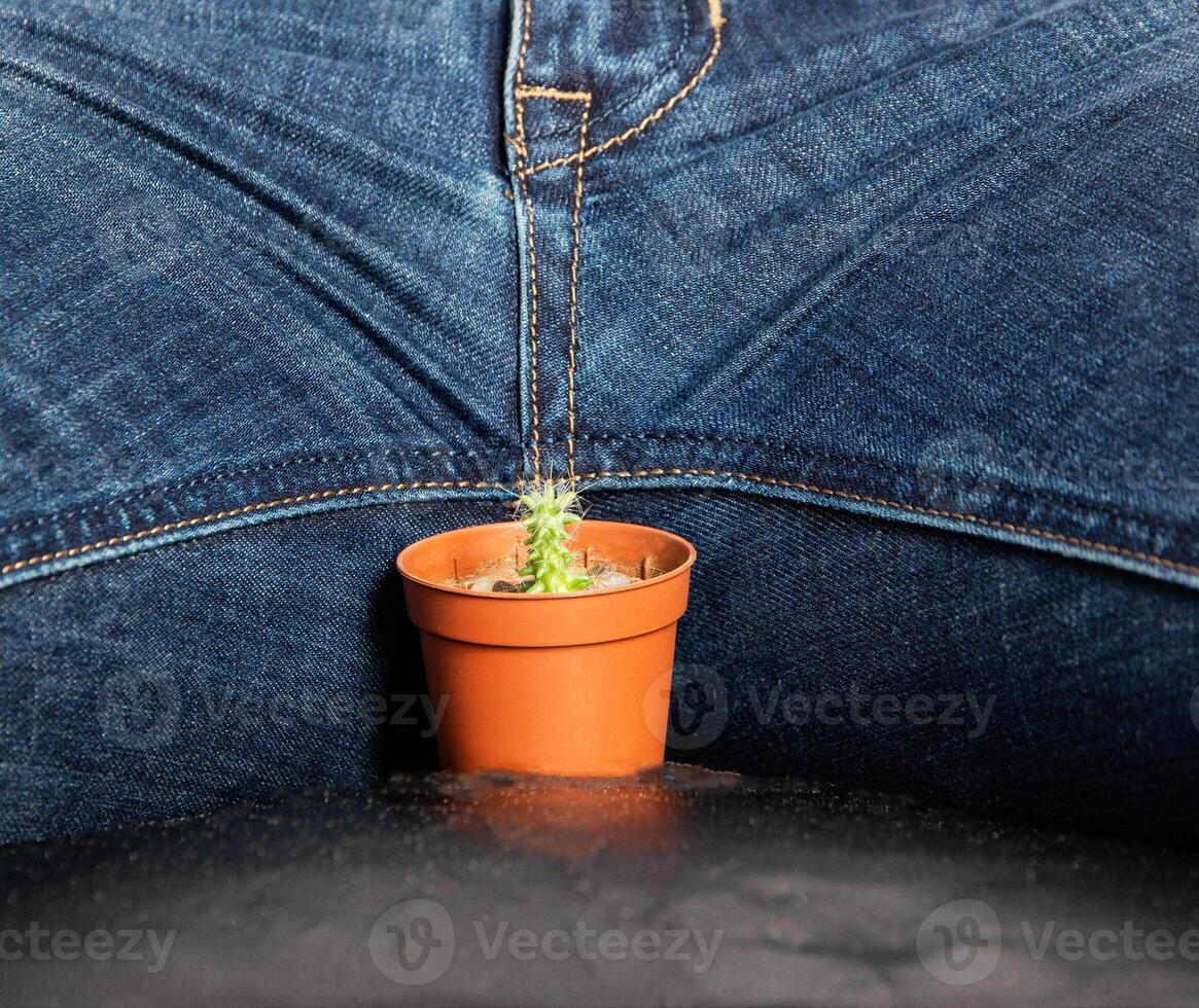 A small cactus in the groin of a man, close-up. The concept of treatment of impotence in men photo