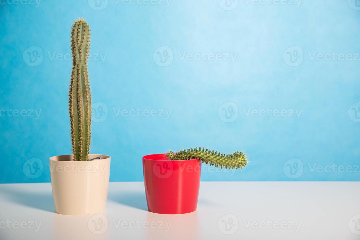 Two pots red and white with a large and a small cactus on a blue background. The concept of drugs to improve erection and libido. Viagra, men's health. Copy space for text photo