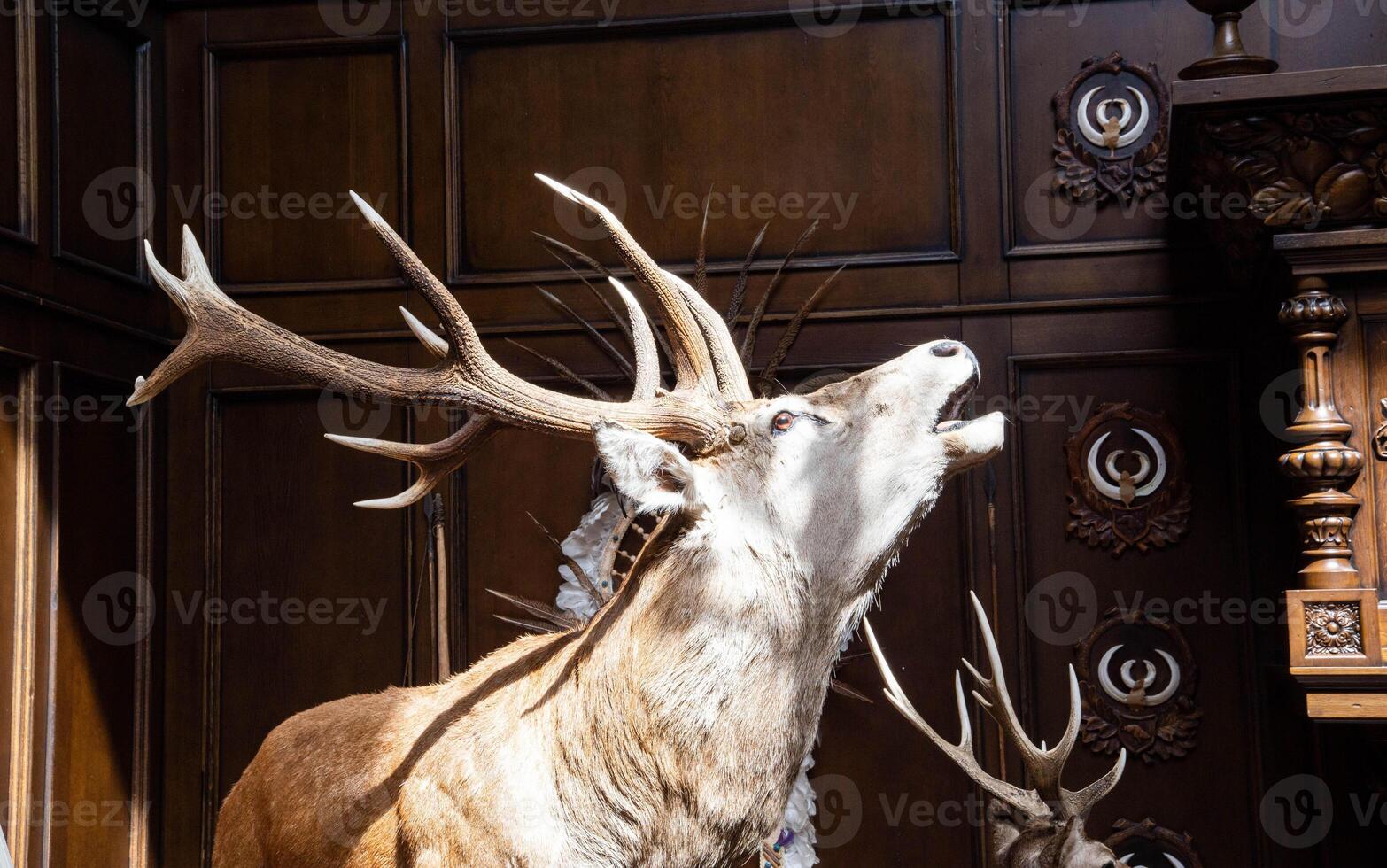 Stuffed brown deer with large antlers, wild animal photo