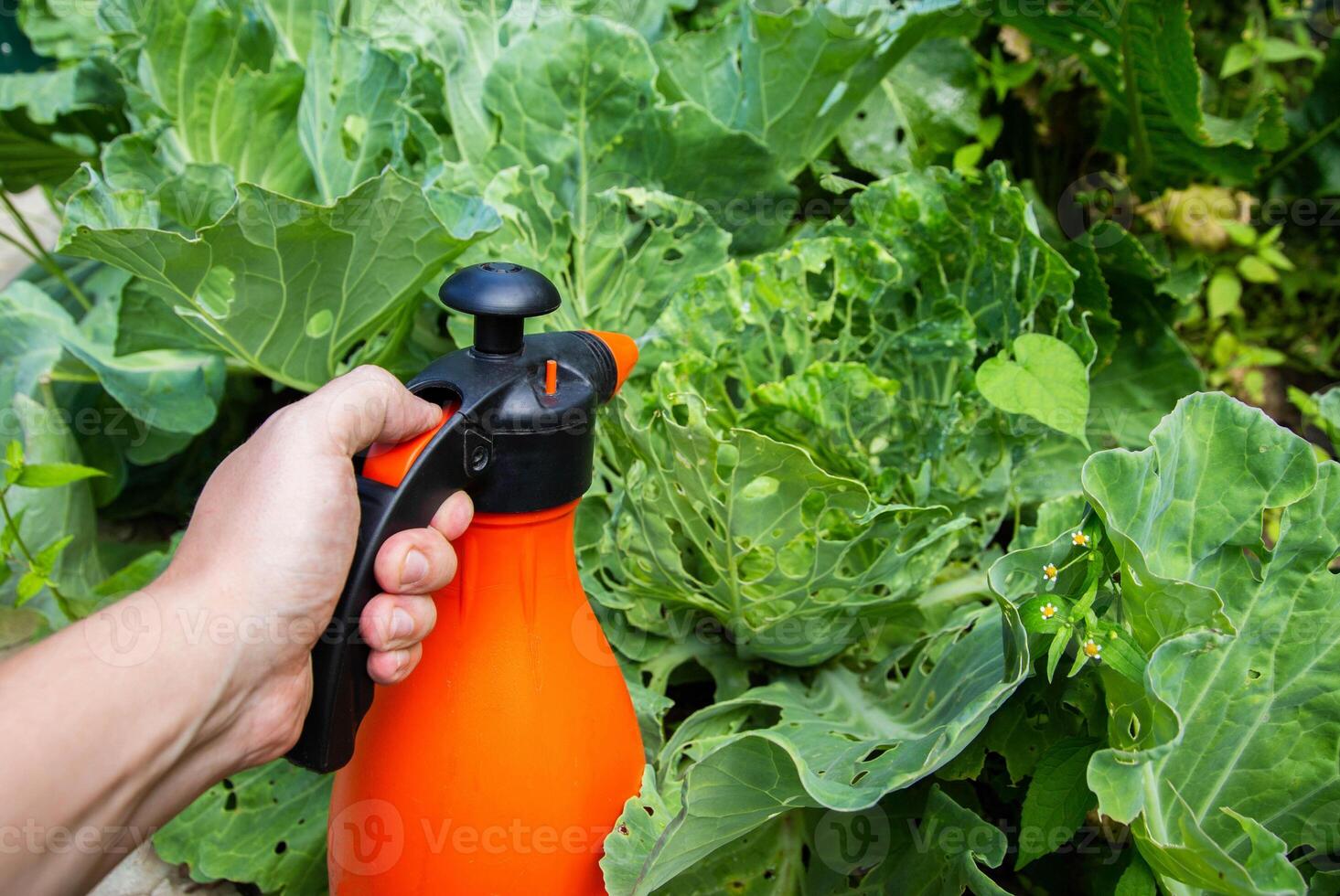 Spraying a head of cabbage in the garden with a solution of ammonia and vinegar from pests and caterpillars. Copy space for text photo