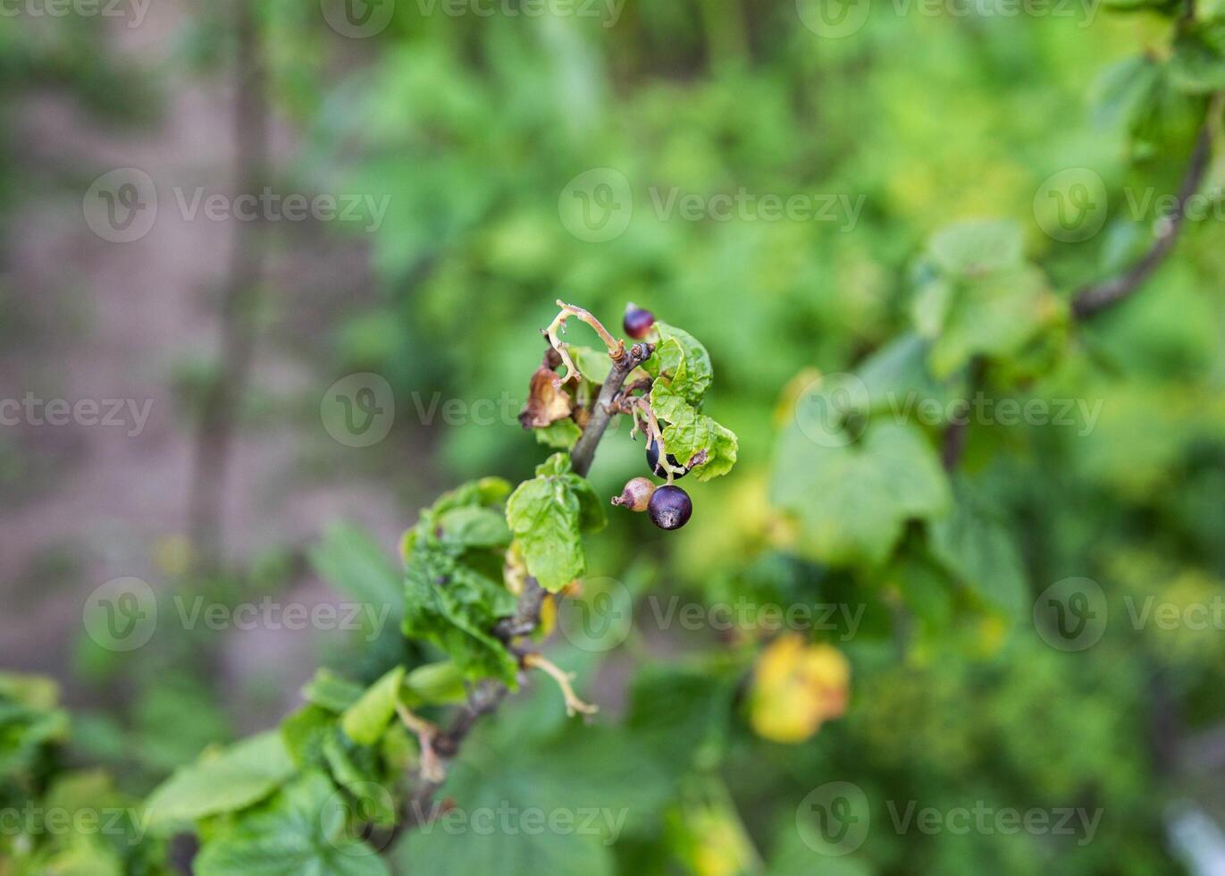 Twisted leaves of a currant. The concept of harmful insects leafworm and aphids. Close-up photo
