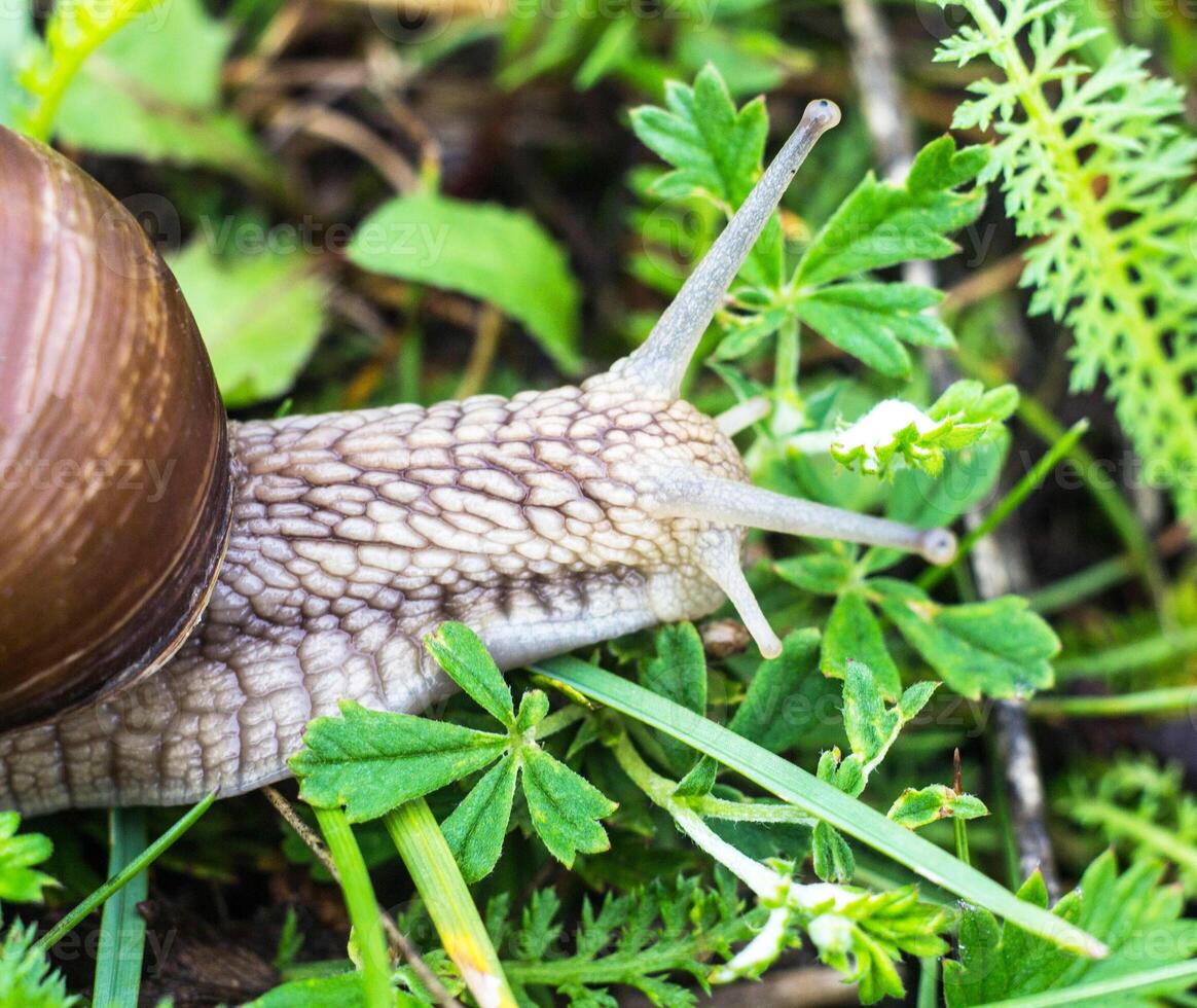 Big snail in the grass, macro photography, cochlea photo