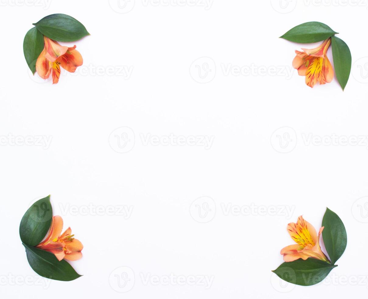 frame of orange hibiscus flowers and green petals for decoration, white background photo