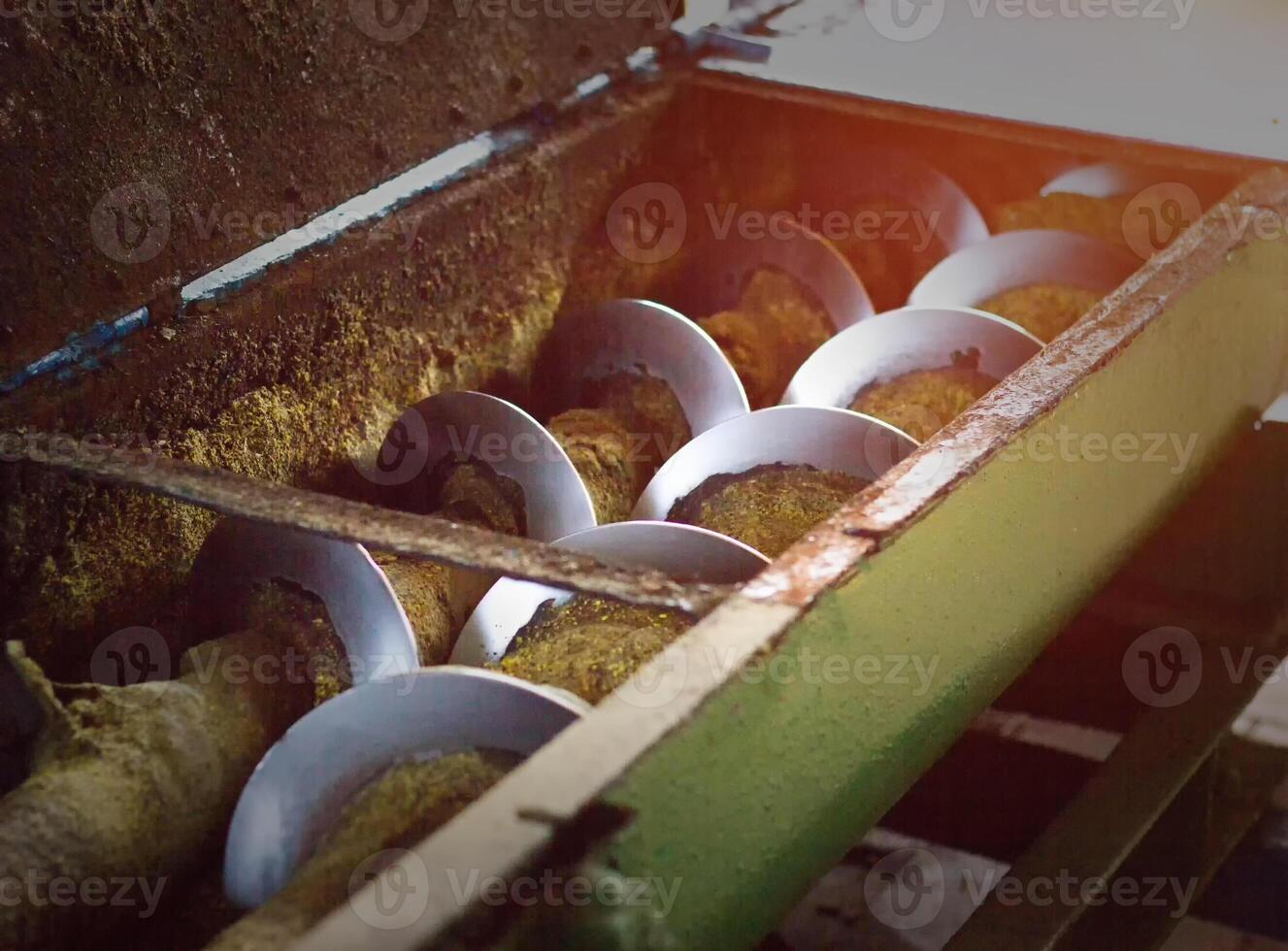 Production of rapeseed oil, processing of oilseed rapeseed, supply of rapeseed oil seeds to the cold pressing press, colza, production photo