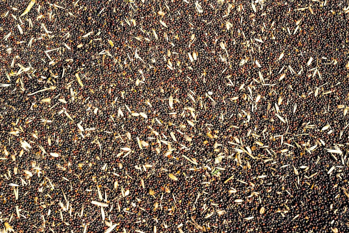 Oilseed rape processing, rapeseed feed for further processing into production, manufacture of rapeseed oil, background, colza, background, close-up photo
