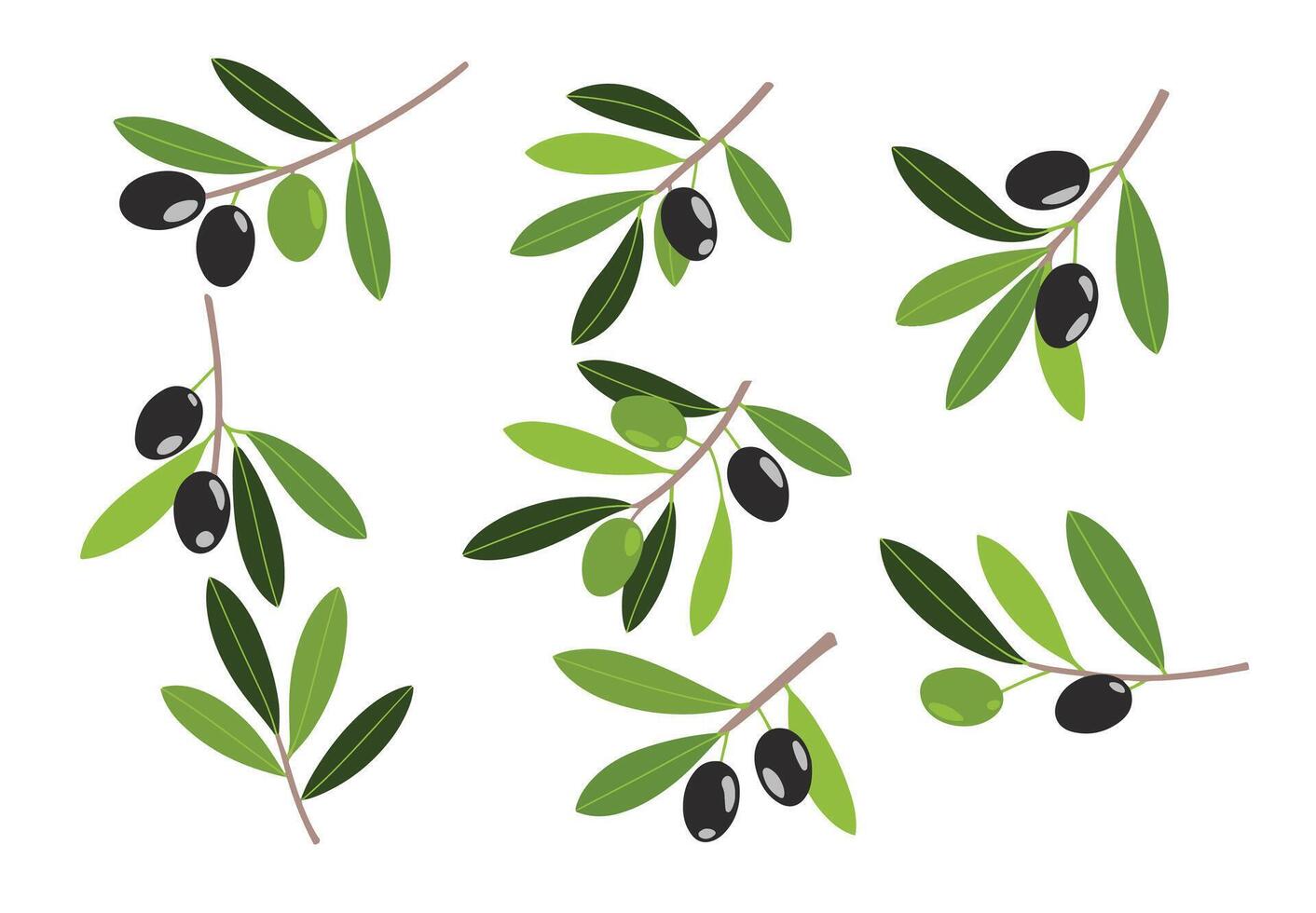 Mediterranean Olive Twigs Illustration. Tree branches with green and black olives, leaves, and short sprigs. Perfect for organic, vegan, and agriculture themes. vector